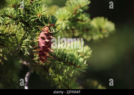 Close-up view of reddish brown new growth Douglas Fir 'pine cone' with yellowish bracts, hanging down, vibrant green needles growing around branches Stock Photo