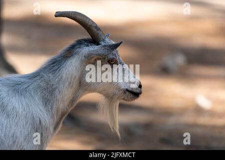 The American and African Pygmy goat is an American breed of achondroplastic goat. Stock Photo