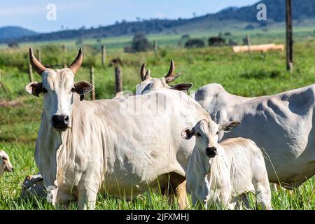 Herd of Nelore cattle grazing in a pasture on the brazilian ranch Stock Photo