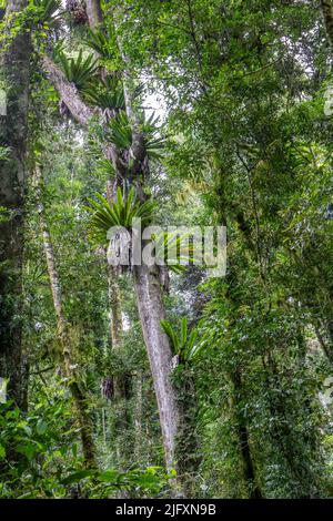 Birds Nest ferns growing on a rainforest  tree trunk Stock Photo