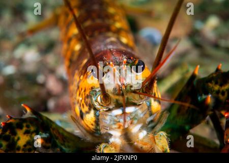 Close up of an American lobster underwater foraging for food on a rocky bottom of the Gulf of St. Lawrence. Stock Photo