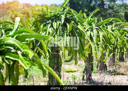 dragon fruit tree with dragon fruit flower on tree in the agriculture farm at asian, pitahaya plantation dragon fruit in thailand  in the summer Stock Photo