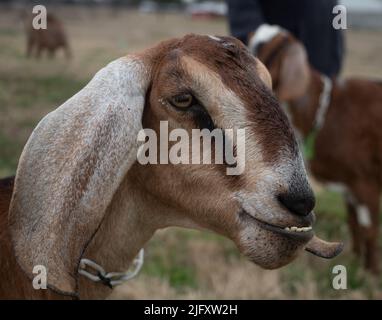 Close up of the head and neck of a brown, tan, and off-white Nubian doe goat at a goat farm in Texas. Photographed with shallow depth of field. Stock Photo