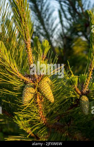 A set of immature green pinecones hang from a pine tree branch growing along the shore of the beach in New Jersey Stock Photo