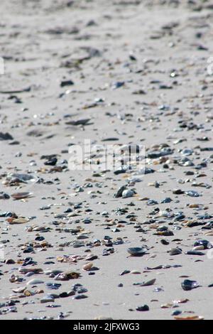 Seashells are scattered along the shore of Cape May New Jersey after the ocean tide went out on a summer morning Stock Photo