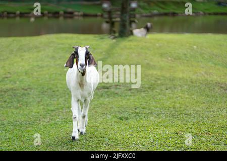 Nubian goat walking on a farm with lake at the background. Stock Photo
