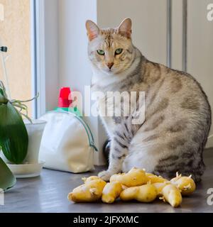 Bengal cat sits next to sprouted potatoes. Stock Photo