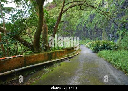 Abandoned mountain road in a rainforest. Native indigenous forests of Oahu near the old Pali Highway Crossing in Hawaii. Overgrown wilderness in a Stock Photo