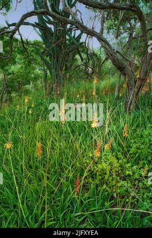 Landscape view of green grass, fresh plants, trees in Koko Head volcanic crater, Hawaii. Scenery of wild bushes and forest in Maunalua Bay on island Stock Photo