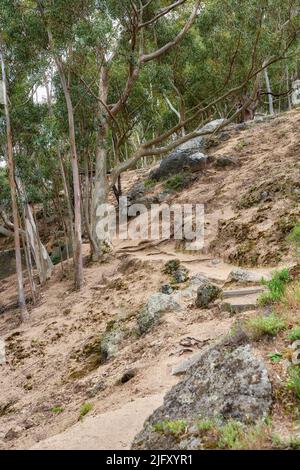 Mountain hiking trail in a forest, on table mountain on a sunny day. Trees growing on an uphill mountain. A hillside forest with a landscape of tall Stock Photo