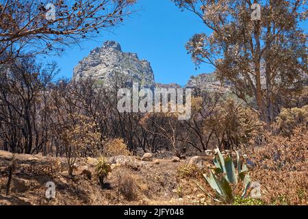 Landscape of burnt trees after a bushfire on Table Mountain, Cape Town, South Africa. Outcrops of a mountain against blue sky with dead bushes. Black Stock Photo