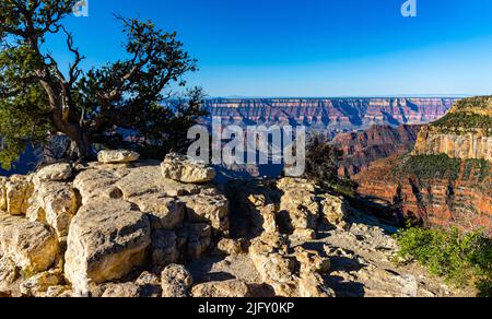 Windblown Pinyon Pine Tree on Bright Angel Point, Grand Canyon National Park, Arizona, USA Stock Photo