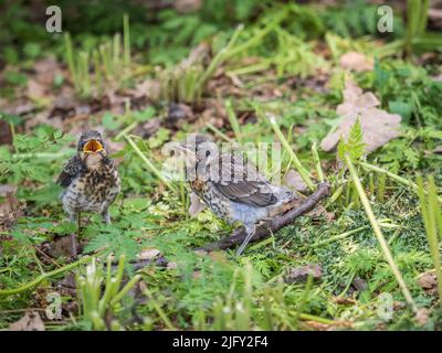 Two fieldfare chicks, Turdus pilaris, have left the nest and are ...