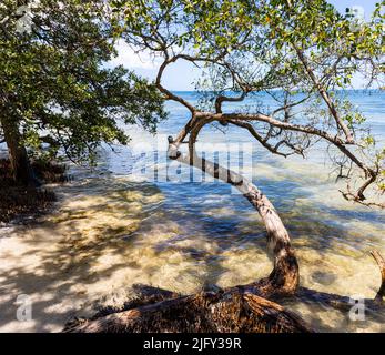 Mangrove Trees Growing on The Shore of Tampa Bay at De Soto National Memorial, Bradenton,  Florida, USA Stock Photo