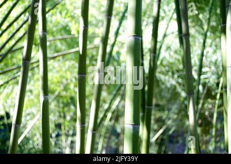 Natural green bamboo grove or forest background, giant woody grass Stock Photo