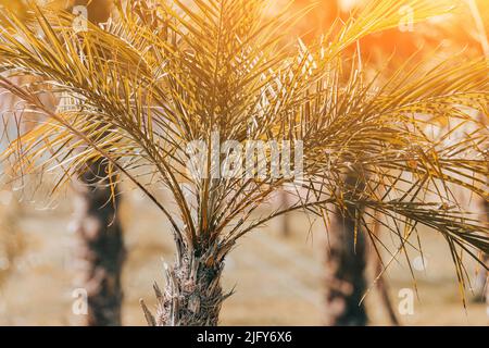 Young palms growing in nursery in garden or park. Hot sun at heat of afternoon Stock Photo