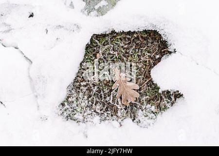 oak leaf snow texture of garden ground winter frosty grass Stock Photo