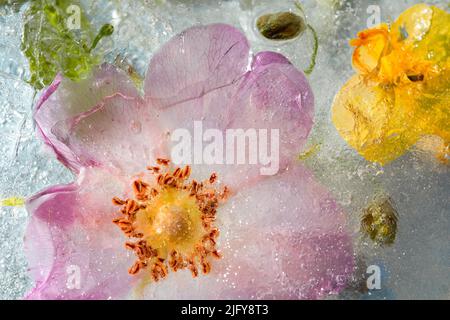 Abstract background of frozen multicolored flowers. Flowers in ice in the sunlight Flat lay Creative beauty backdrop Concept of cryotherapy Stock Photo