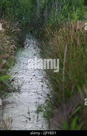 Little streamlet between meadows with greens at the side Stock Photo