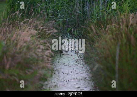 Little streamlet between meadows with greens at the side Stock Photo