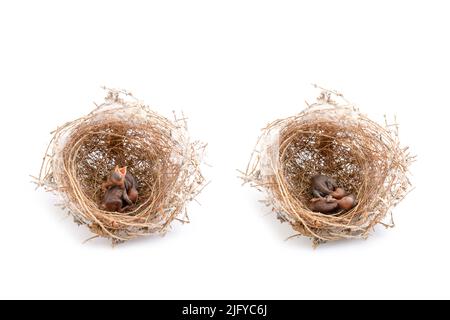 Two of baby birds in brown dry grass nest. Studio shoot isolated on white background Stock Photo