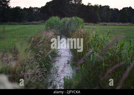 Little streamlet between meadows with greens at the side Stock Photo