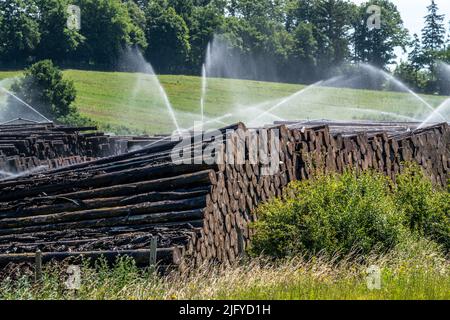 Wet wood storage of a sawmill, timber that is stored for a longer period of time is sprinkled with water so that the logs soak up water and thus keep Stock Photo