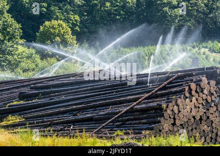 Wet wood storage of a sawmill, timber that is stored for a longer period of time is sprinkled with water so that the logs soak up water and thus keep Stock Photo