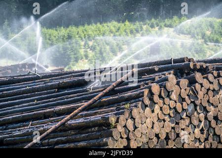 Wet wood storage of a sawmill, timber that is stored for a longer period of time is sprinkled with water so that the logs soak up water and thus keep Stock Photo