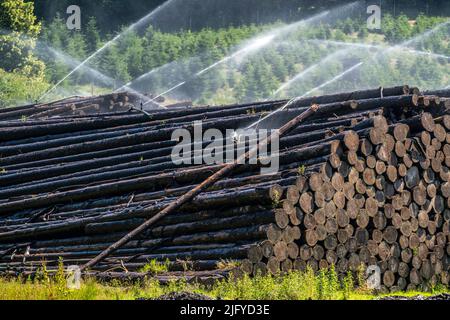 Wet wood storage of a sawmill, timber that is stored for a longer period of time is sprinkled with water so that the logs soak up water and thus keep Stock Photo