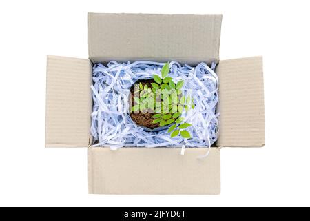 Top view young green plant with stack of scrap paper from paper cutter in brown cardbox isolated on white background Stock Photo