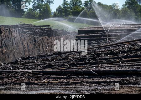 Wet wood storage of a sawmill, timber that is stored for a longer period of time is sprinkled with water so that the logs soak up water and thus keep Stock Photo