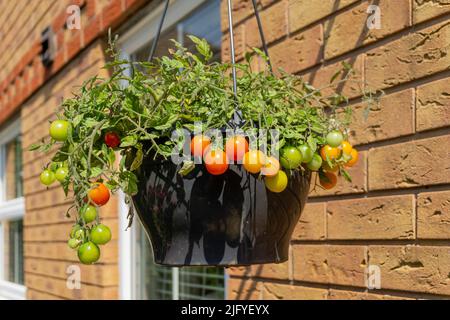 Bush tomato, variety Tumbling Tom red, Lycopersicon escuentum, growing in a hanging basket against a house wall, UK Stock Photo