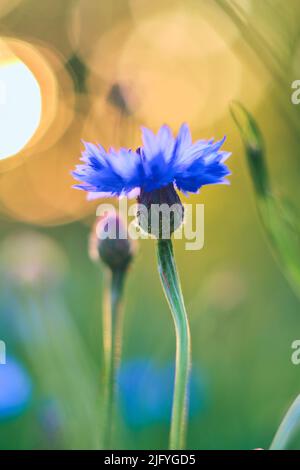 single cornflower in bright sunlight. High quality photo Stock Photo