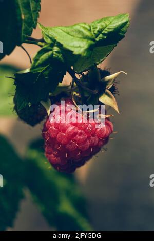 Single Raspberry in sunlight. High quality photo Stock Photo