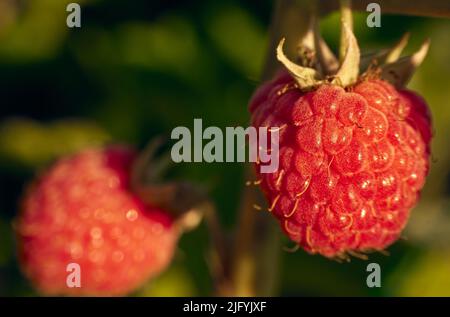 Raspberry berry close-up in the morning sun on a blurred background Stock Photo