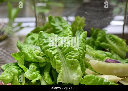 Green fresh lettuce leaves next to white snap peas Stock Photo