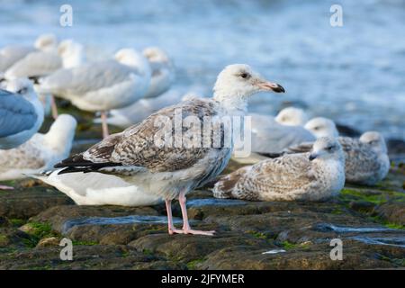 Herring gull (Larus argentatus) at the North sea coast Stock Photo