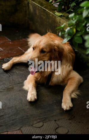 golden retriever dog relaxing, playing in the sea for retirement or ...