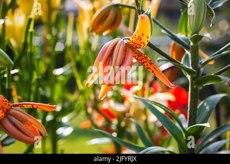 one of the first Tiger Lilies to open in the back garden Stock Photo