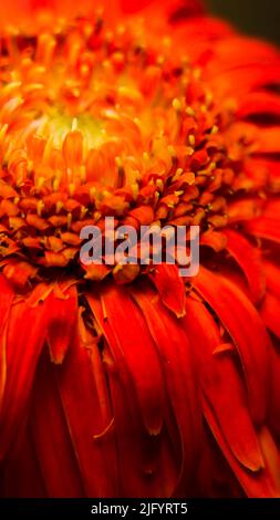 close range photography of petals of a red-orange daisy flower shot using a macro lens Stock Photo