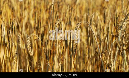 Fields fire flame barley heat ears Hordeum vulgare after blaze wild drought dry black earth ground catastrophic pity damage vegetation cereals stand Stock Photo