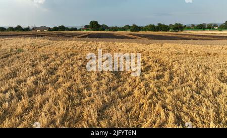 Fields fire flame barley Hordeum vulgare after blaze drone aerial wild drought dry black earth ground catastrophic pity damage vegetation cereals Stock Photo