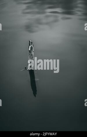 A grayscale shot of a tiny dry tree out of the water Stock Photo