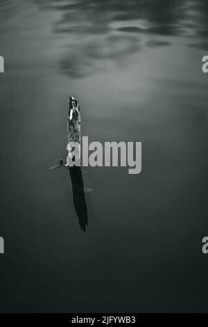 A grayscale shot of a tiny dry tree out of the water Stock Photo