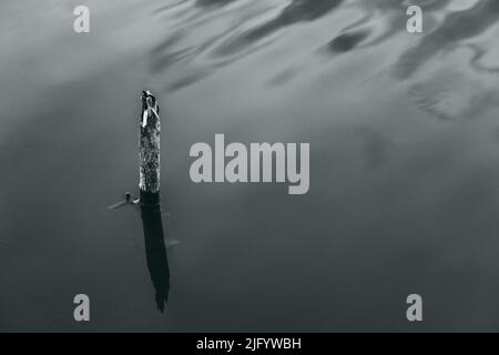 A grayscale shot of a tiny dry tree out of the water Stock Photo
