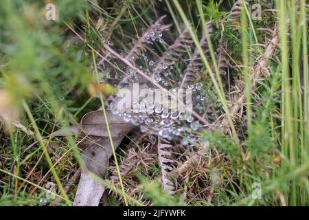 some water drops trapped in a spider web Stock Photo
