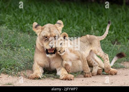 Lioness (Panthera leo) with cub, Kgalagadi Transfrontier Park, Northern Cape, South Africa, Africa Stock Photo