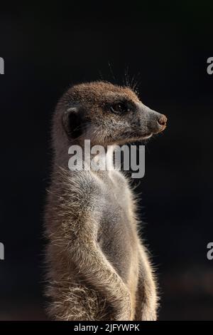 Meerkat (Suricata suricatta), Kgalagadi Transfrontier Park, Northern Cape, South Africa, Africa Stock Photo