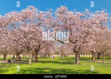 Cherry blossom in the Baroque Garden of Schloss Schwetzingen Castle, Schwetzingen, Baden-Wurttemberg, Germany, Europe Stock Photo